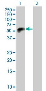 PTPN7 Polyclonal Antibody, MaxPab™