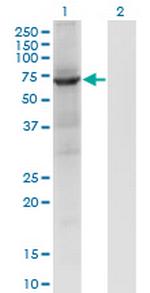 PTPN9 Monoclonal Antibody (2F12)