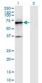 PTPRN Monoclonal Antibody (8E3)