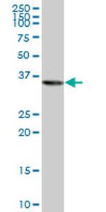 PURA Monoclonal Antibody (3A9)