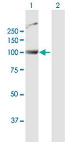 PWP2 Polyclonal Antibody, MaxPab™