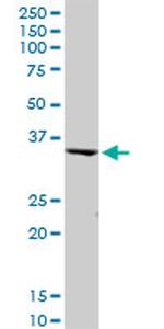 PEX19 Antibody in Western Blot (WB)