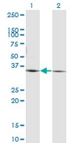 PEX19 Monoclonal Antibody (2E4)