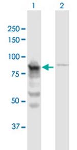 QARS Polyclonal Antibody, MaxPab™