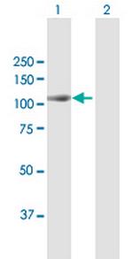 MAP4K2 Antibody in Western Blot (WB)