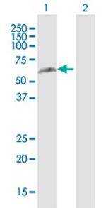 RAD23B Polyclonal Antibody, MaxPab™