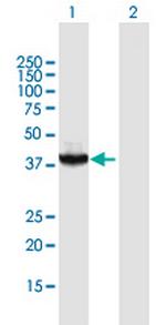 RAD51C Polyclonal Antibody, MaxPab™