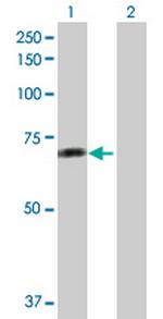 RAF1 Antibody in Western Blot (WB)