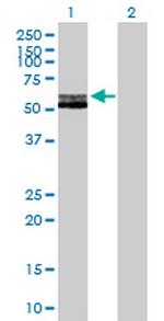 RAG2 Polyclonal Antibody, MaxPab™