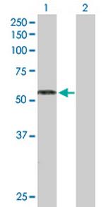RAG2 Polyclonal Antibody, MaxPab™