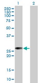 RALB Polyclonal Antibody, MaxPab™