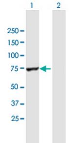 RARS Polyclonal Antibody, MaxPab™