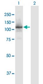 RBL1 Polyclonal Antibody, MaxPab™