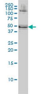 RBMS1 Monoclonal Antibody (M1)