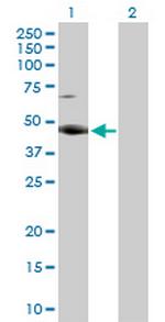 RBMS2 Polyclonal Antibody, MaxPab™