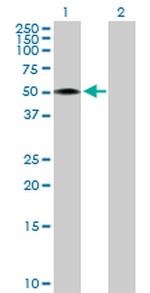 RCN2 Polyclonal Antibody, MaxPab™