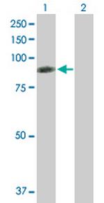 RDX Polyclonal Antibody, MaxPab™