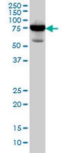 RDX Monoclonal Antibody (1D9)