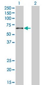 RELB Antibody in Western Blot (WB)