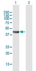 RENBP Polyclonal Antibody, MaxPab™