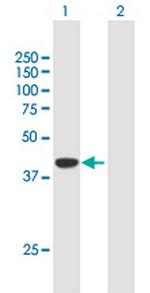 DPF2 Polyclonal Antibody, MaxPab™
