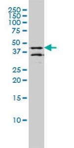 DPF2 Monoclonal Antibody (2F6)