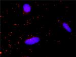 RET Antibody in Proximity Ligation Assay (PLA) (PLA)