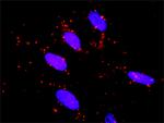 RET Monoclonal Antibody (1A5)