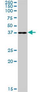 RFC2 Polyclonal Antibody, MaxPab™