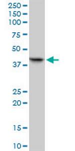 RFC2 Polyclonal Antibody, MaxPab™