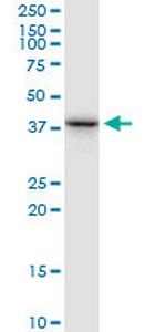RFC3 Polyclonal Antibody, MaxPab™