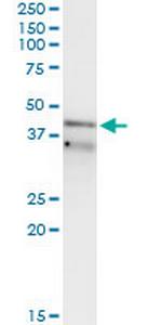 RFC3 Monoclonal Antibody (1C6)