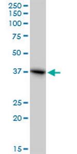 RFC4 Polyclonal Antibody, MaxPab™