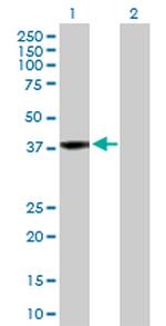 RFC4 Polyclonal Antibody, MaxPab™
