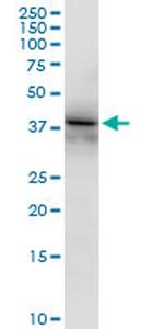 RFC4 Antibody in Western Blot (WB)