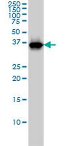 RFC4 Monoclonal Antibody (1C12)