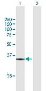 RFC5 Polyclonal Antibody, MaxPab™