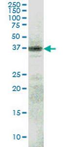 RFNG Monoclonal Antibody (6C7)