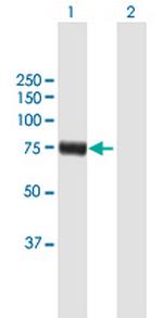 RFX4 Polyclonal Antibody, MaxPab™