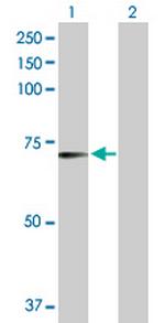 RFX5 Polyclonal Antibody, MaxPab™