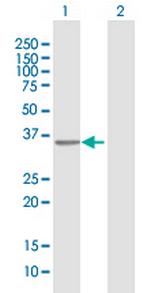 RFXAP Antibody in Western Blot (WB)