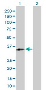 RFXAP Antibody in Western Blot (WB)