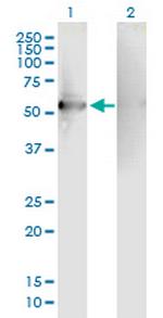 RGS7 Polyclonal Antibody, MaxPab™
