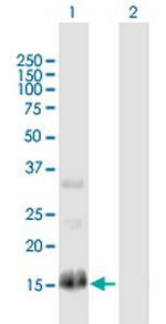 RGS13 Polyclonal Antibody, MaxPab™