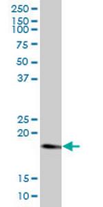 RHEB Polyclonal Antibody, MaxPab™