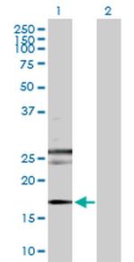 RHEB Polyclonal Antibody, MaxPab™