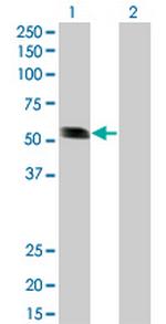 RING1 Monoclonal Antibody (3G6)