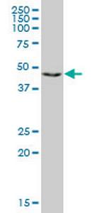 RING1 Monoclonal Antibody (1D5)