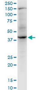 RNF2 Monoclonal Antibody (4A9)