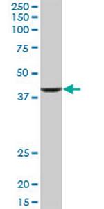 RNF2 Monoclonal Antibody (4C1)